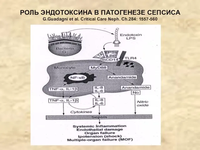 РОЛЬ ЭНДОТОКСИНА В ПАТОГЕНЕЗЕ СЕПСИСА G.Guadagni et al. Critical Care Neph. Ch.284: 1557-560