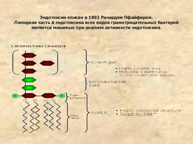 Эндотоксин описан в 1892 Ричардом Пфайфером. Липидная часть А эндотоксина всех видов