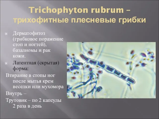 Trichophyton rubrum – трихофитные плесневые грибки Дерматофитоз (грибковое поражение стоп и ногтей),