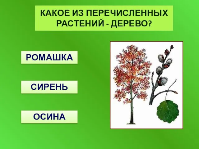 РОМАШКА СИРЕНЬ ОСИНА КАКОЕ ИЗ ПЕРЕЧИСЛЕННЫХ РАСТЕНИЙ - ДЕРЕВО?