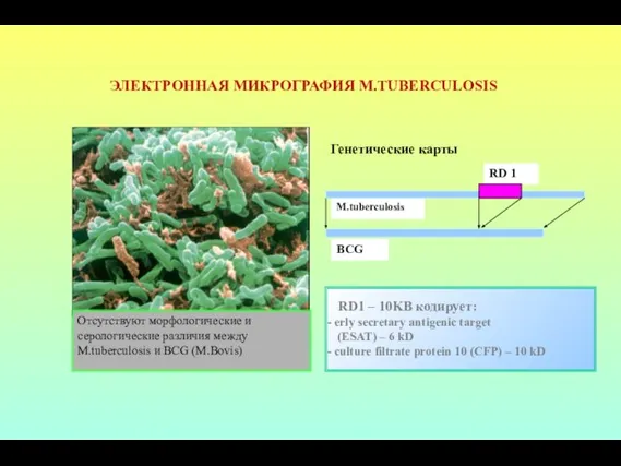 ЭЛЕКТРОННАЯ МИКРОГРАФИЯ M.TUBERCULOSIS Отсутствуют морфологические и серологические различия между M.tuberculosis и BCG