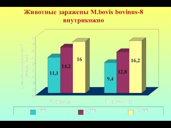 Животные заражены M.bovis bovinus-8 внутрикожно