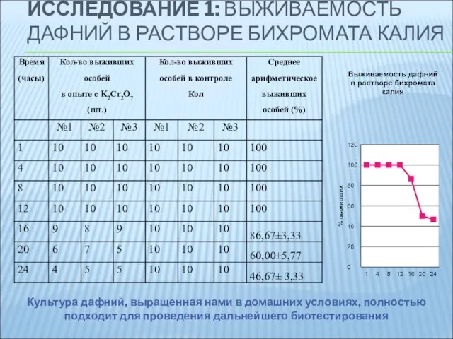 ИССЛЕДОВАНИЕ 1: ВЫЖИВАЕМОСТЬ ДАФНИЙ В РАСТВОРЕ БИХРОМАТА КАЛИЯ Культура дафний, выращенная нами