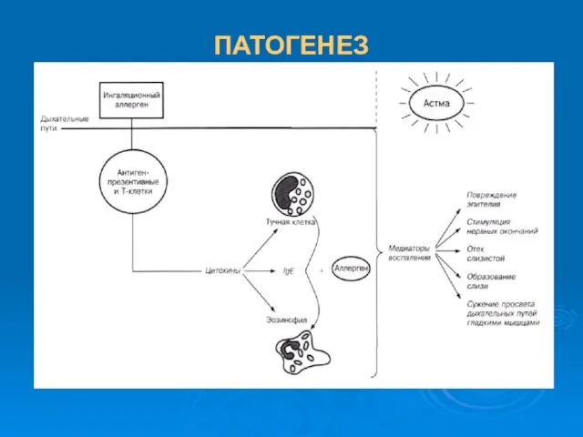 ПАТОГЕНЕЗ