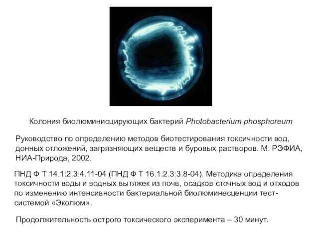 Колония биолюминисцирующих бактерий Photobacterium phosphoreum Руководство по определению методов биотестирования токсичности вод,