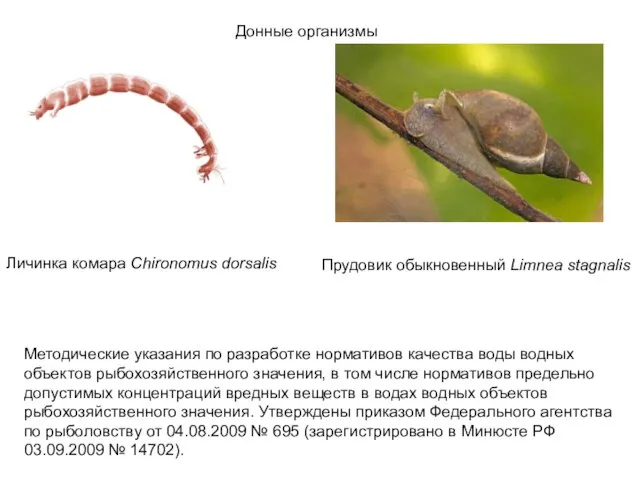 Донные организмы Личинка комара Chironomus dorsalis Прудовик обыкновенный Limnea stagnalis Методические указания