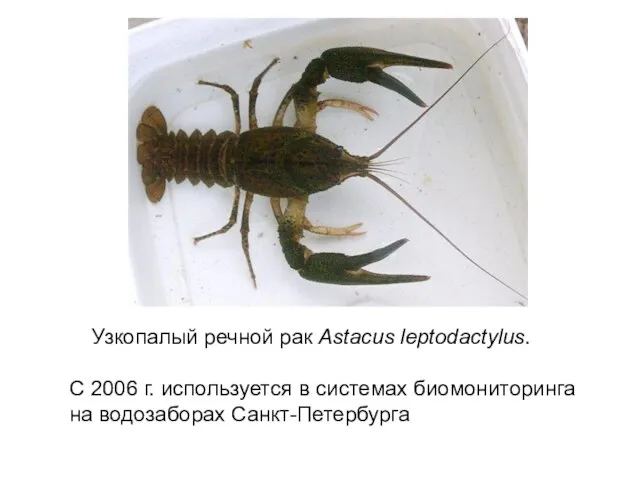 Узкопалый речной рак Astacus leptodactylus. С 2006 г. используется в системах биомониторинга на водозаборах Санкт-Петербурга