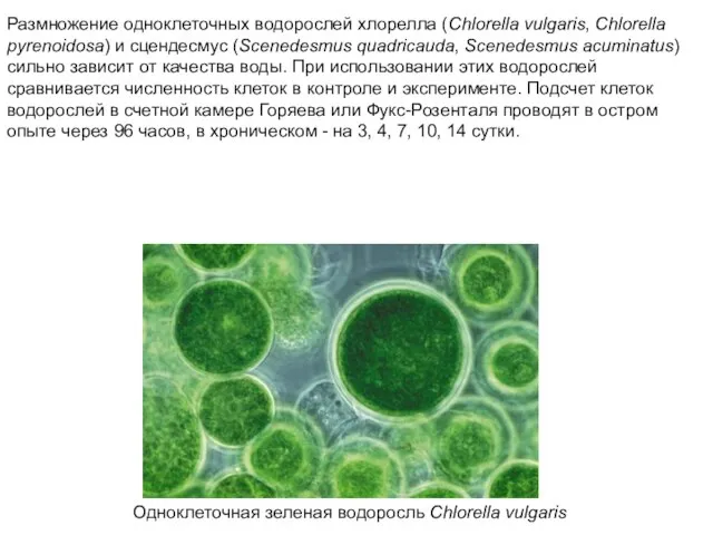 Одноклеточная зеленая водоросль Chlorella vulgaris Размножение одноклеточных водорослей хлорелла (Chlorella vulgaris, Chlorella