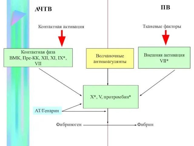 АЧТВ ПВ Контактная активация Тканевые факторы Внешняя активация VII* Фибриноген Фибрин Волчаночные