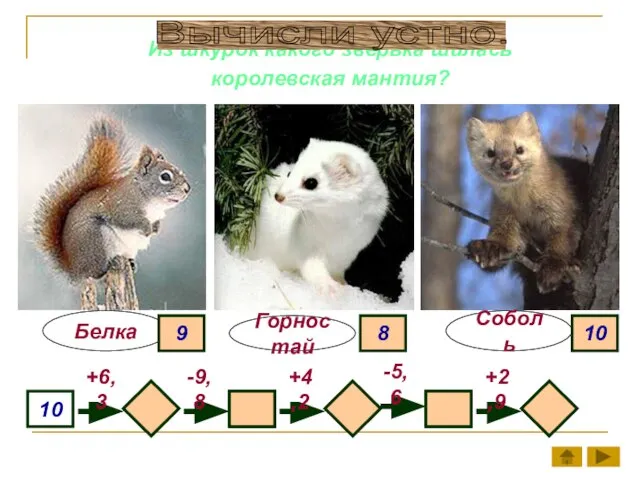 Из шкурок какого зверька шилась королевская мантия? Белка Соболь 10 +6,3 -9,8