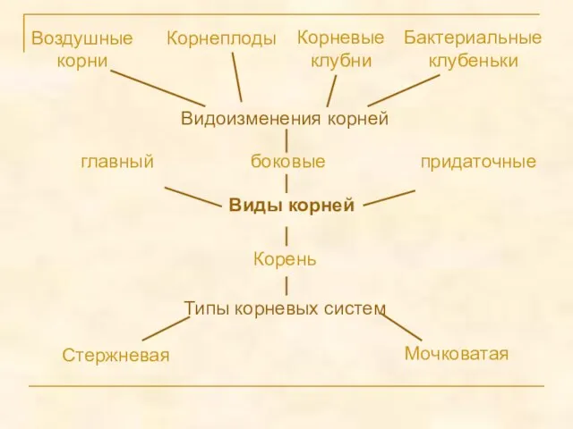 Воздушные корни Корнеплоды Корневые клубни Бактериальные клубеньки главный боковые придаточные Виды корней