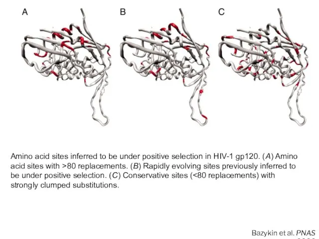Amino acid sites inferred to be under positive selection in HIV-1 gp120.