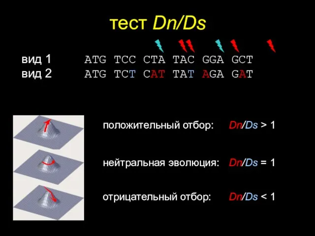 тест Dn/Ds положительный отбор: Dn/Ds > 1 нейтральная эволюция: Dn/Ds = 1