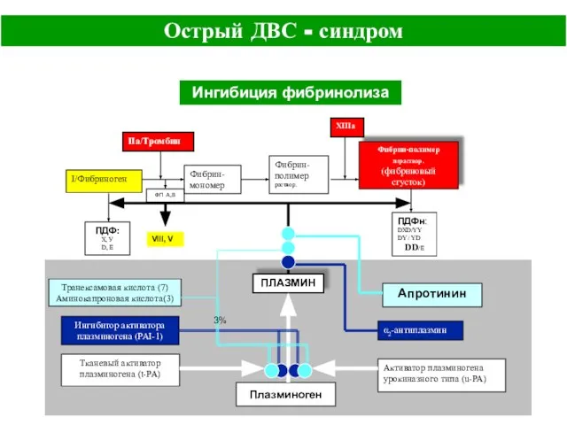 Активатор плазминогена урокиназного типа (u-PA) Тканевый активатор плазминогена (t-PA) Плазминоген Ингибитор активатора