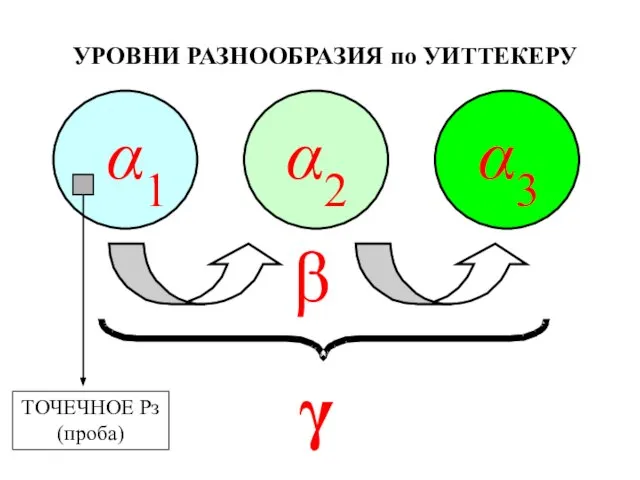 УРОВНИ РАЗНООБРАЗИЯ по УИТТЕКЕРУ