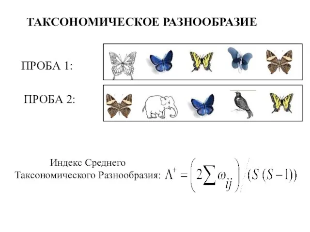 ТАКСОНОМИЧЕСКОЕ РАЗНООБРАЗИЕ