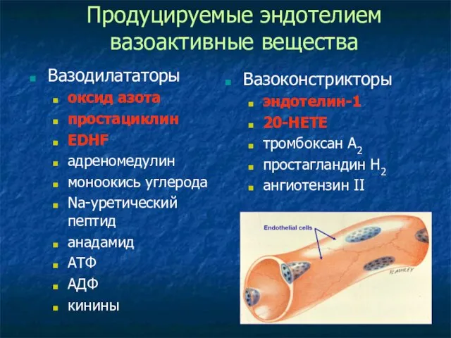 Продуцируемые эндотелием вазоактивные вещества Вазодилататоры оксид азота простациклин EDHF адреномедулин моноокись углерода