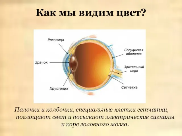 Как мы видим цвет? Палочки и колбочки, специальные клетки сетчатки, поглощают свет