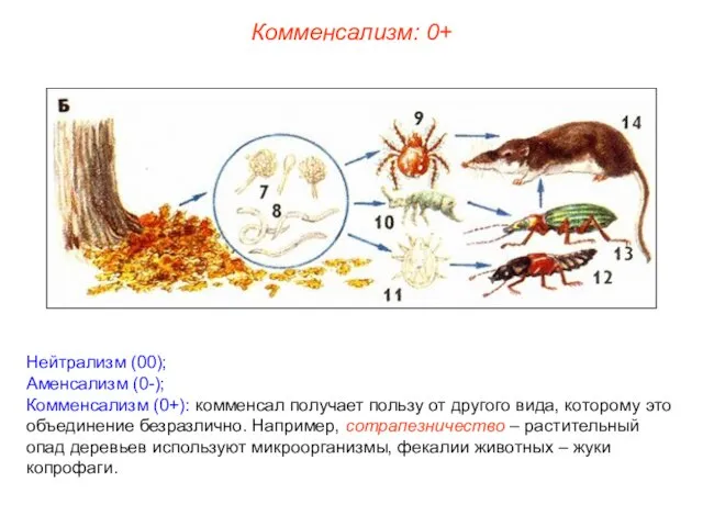 Нейтрализм (00); Аменсализм (0-); Комменсализм (0+): комменсал получает пользу от другого вида,