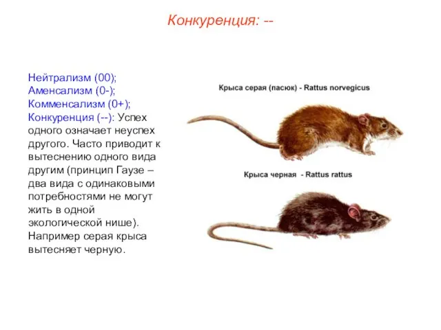 Нейтрализм (00); Аменсализм (0-); Комменсализм (0+); Конкуренция (--): Успех одного означает неуспех