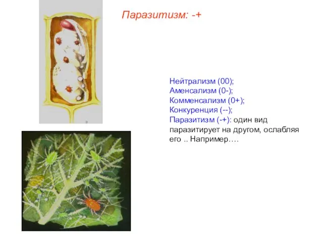 Нейтрализм (00); Аменсализм (0-); Комменсализм (0+); Конкуренция (--); Паразитизм (-+): один вид