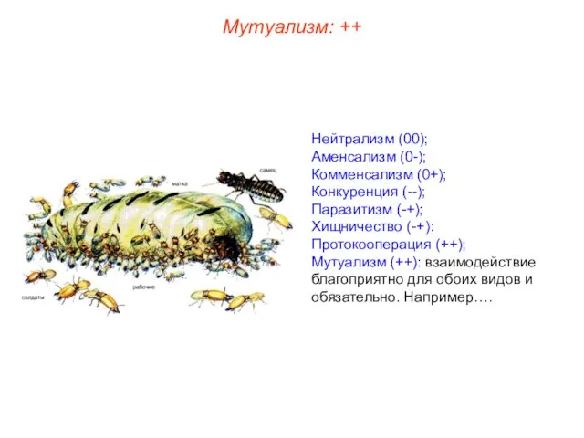 Нейтрализм (00); Аменсализм (0-); Комменсализм (0+); Конкуренция (--); Паразитизм (-+); Хищничество (-+):