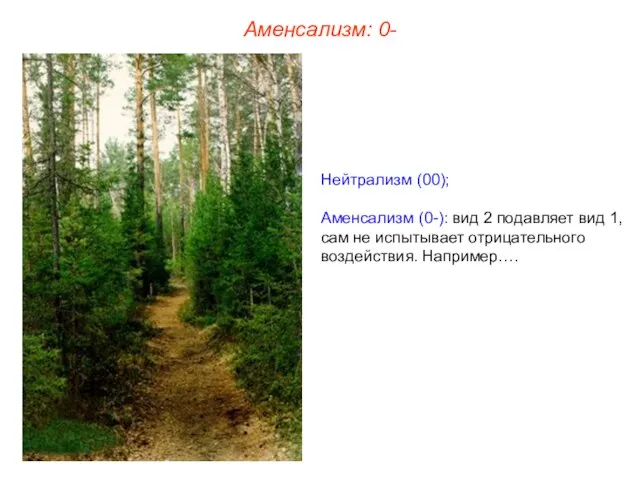 Нейтрализм (00); Аменсализм (0-): вид 2 подавляет вид 1, сам не испытывает