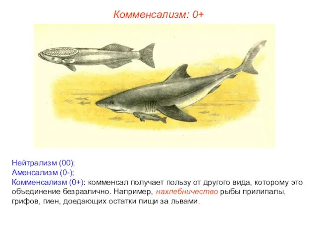 Нейтрализм (00); Аменсализм (0-); Комменсализм (0+): комменсал получает пользу от другого вида,