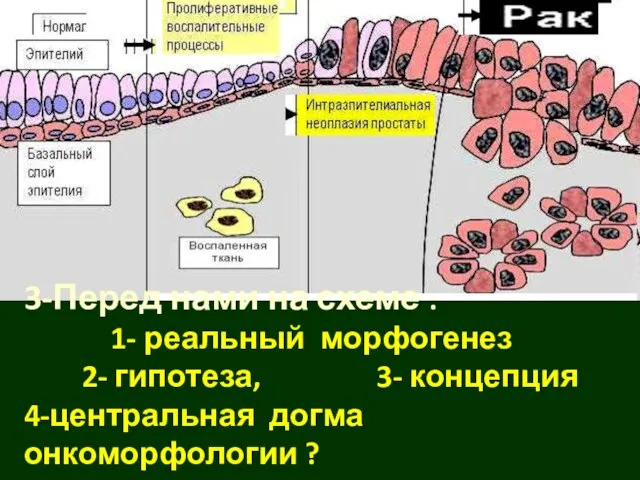 3-Перед нами на схеме : 1- реальный морфогенез 2- гипотеза, 3- концепция 4-центральная догма онкоморфологии ?