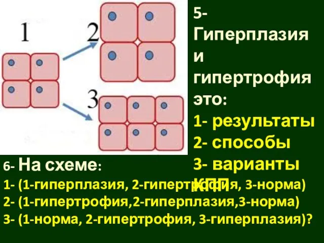 6- На схеме: 1- (1-гиперплазия, 2-гипертрофия, 3-норма) 2- (1-гипертрофия,2-гиперплазия,3-норма) 3- (1-норма, 2-гипертрофия,