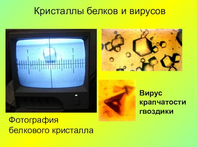 Кристаллы белков и вирусов Вирус крапчатости гвоздики Фотография белкового кристалла