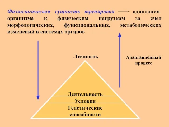 Физиологическая сущность тренировки адаптация организма к физическим нагрузкам за счет морфологических, функциональных,