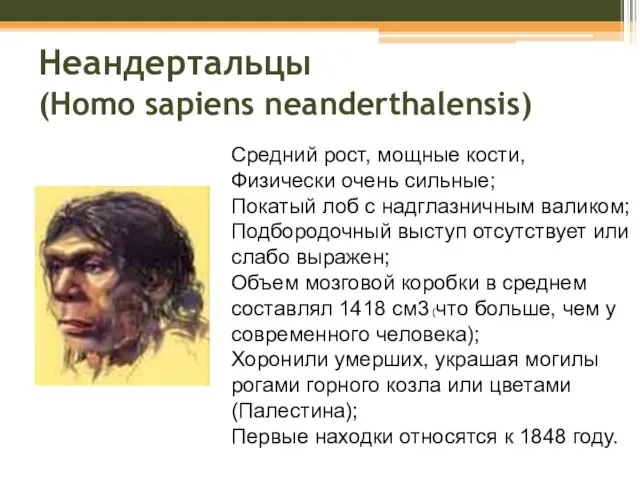 Неандертальцы (Homo sapiens neanderthalensis) Средний рост, мощные кости, Физически очень сильные; Покатый