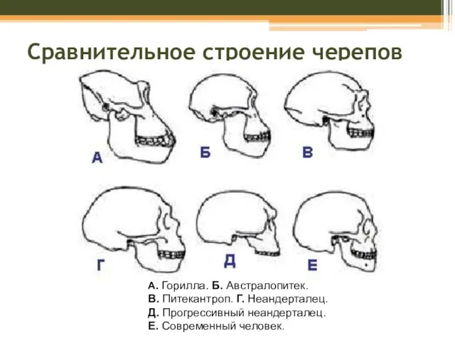 Сравнительное строение черепов А. Горилла. Б. Австралопитек. В. Питекантроп. Г. Неандерталец. Д.