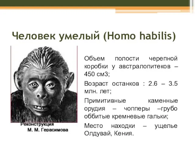 Человек умелый (Homo habilis) Объем полости черепной коробки у австралопитеков – 450