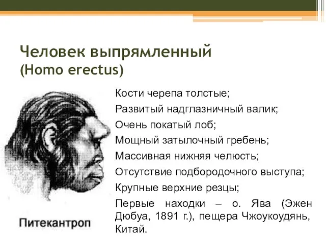 Человек выпрямленный (Homo erectus) Кости черепа толстые; Развитый надглазничный валик; Очень покатый