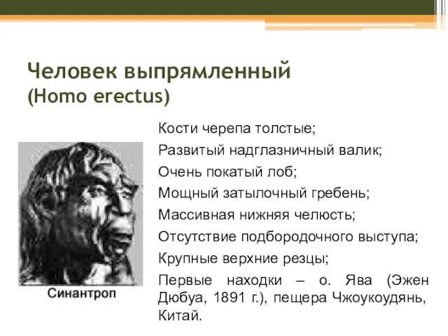 Человек выпрямленный (Homo erectus) Кости черепа толстые; Развитый надглазничный валик; Очень покатый