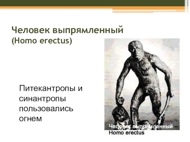 Человек выпрямленный (Homo erectus) Питекантропы и синантропы пользовались огнем