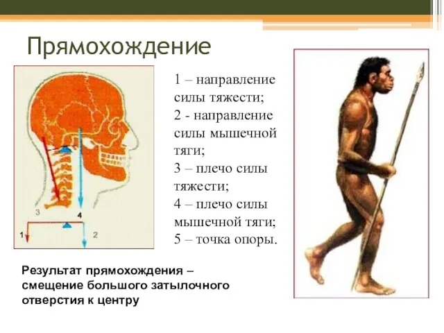 Прямохождение Результат прямохождения – смещение большого затылочного отверстия к центру