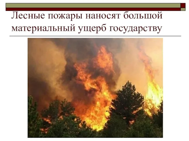 Лесные пожары наносят большой материальный ущерб государству