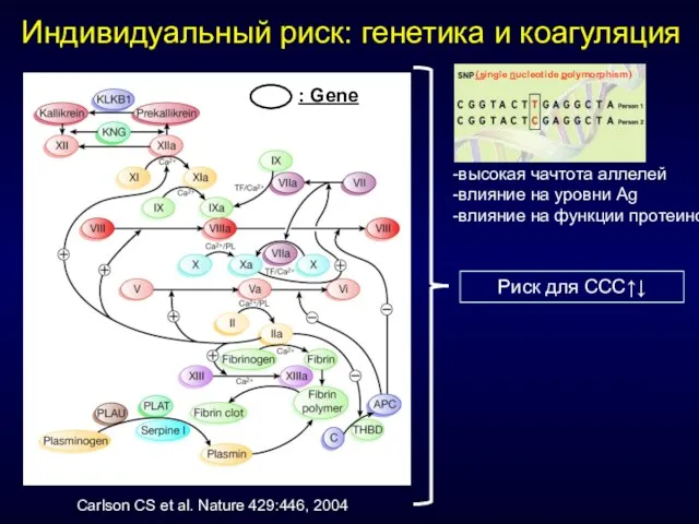 Carlson CS et al. Nature 429:446, 2004 : Gene Риск для ССС↑↓