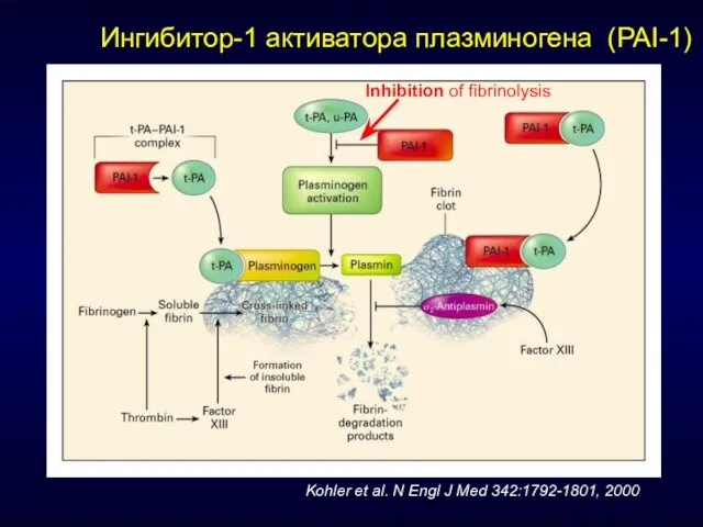 Ингибитор-1 активатора плазминогена (PAI-1) Kohler et al. N Engl J Med 342:1792-1801, 2000 Inhibition of fibrinolysis