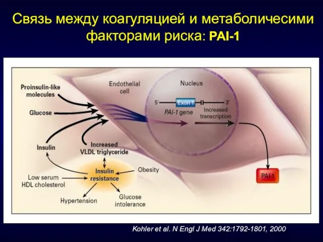 Связь между коагуляцией и метаболичесими факторами риска: PAI-1 Kohler et al. N