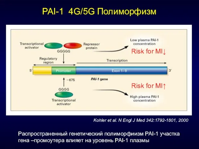 PAI-1 4G/5G Полиморфизм Risk for MI↓ Kohler et al. N Engl J