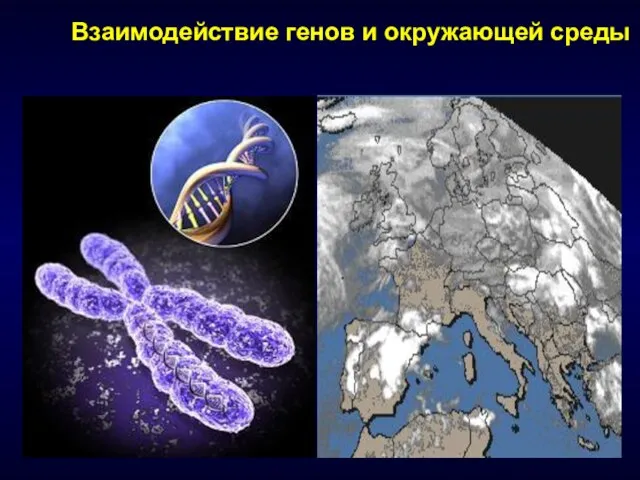 Взаимодействие генов и окружающей среды
