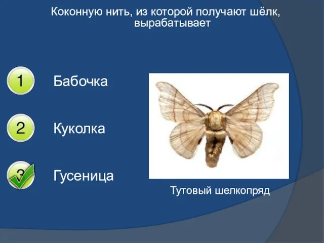 Коконную нить, из которой получают шёлк, вырабатывает Бабочка Куколка Гусеница Тутовый шелкопряд