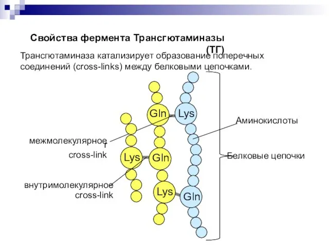 Трансгютаминаза катализирует образование поперечных соединений (cross-links) между белковыми цепочками. Gln Lys Gln