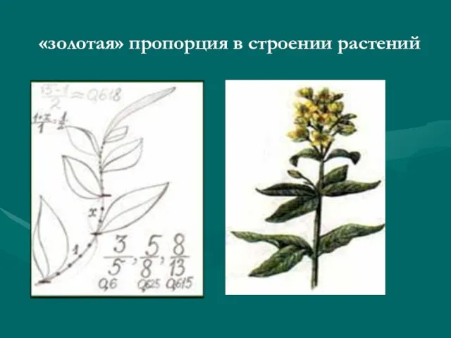 «золотая» пропорция в строении растений