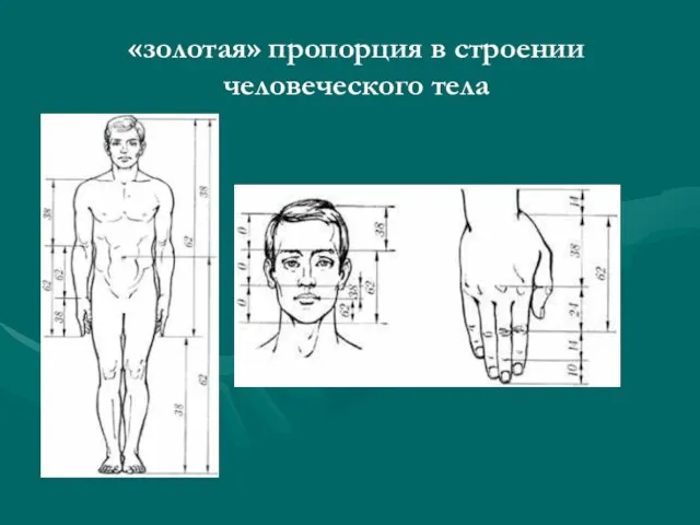 «золотая» пропорция в строении человеческого тела