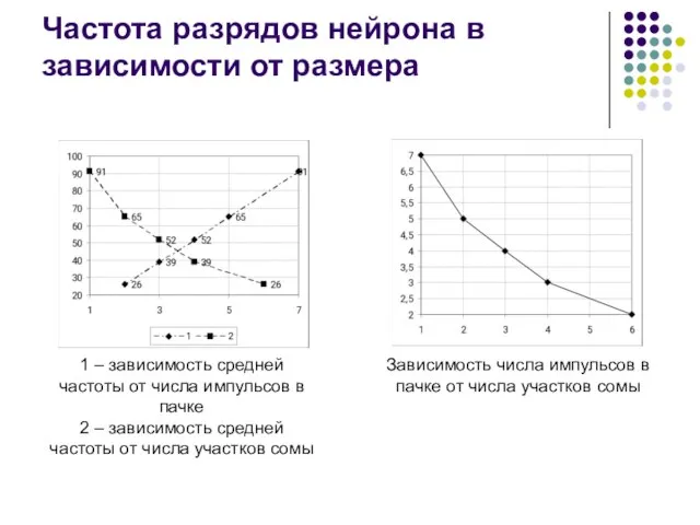 Частота разрядов нейрона в зависимости от размера 1 – зависимость средней частоты